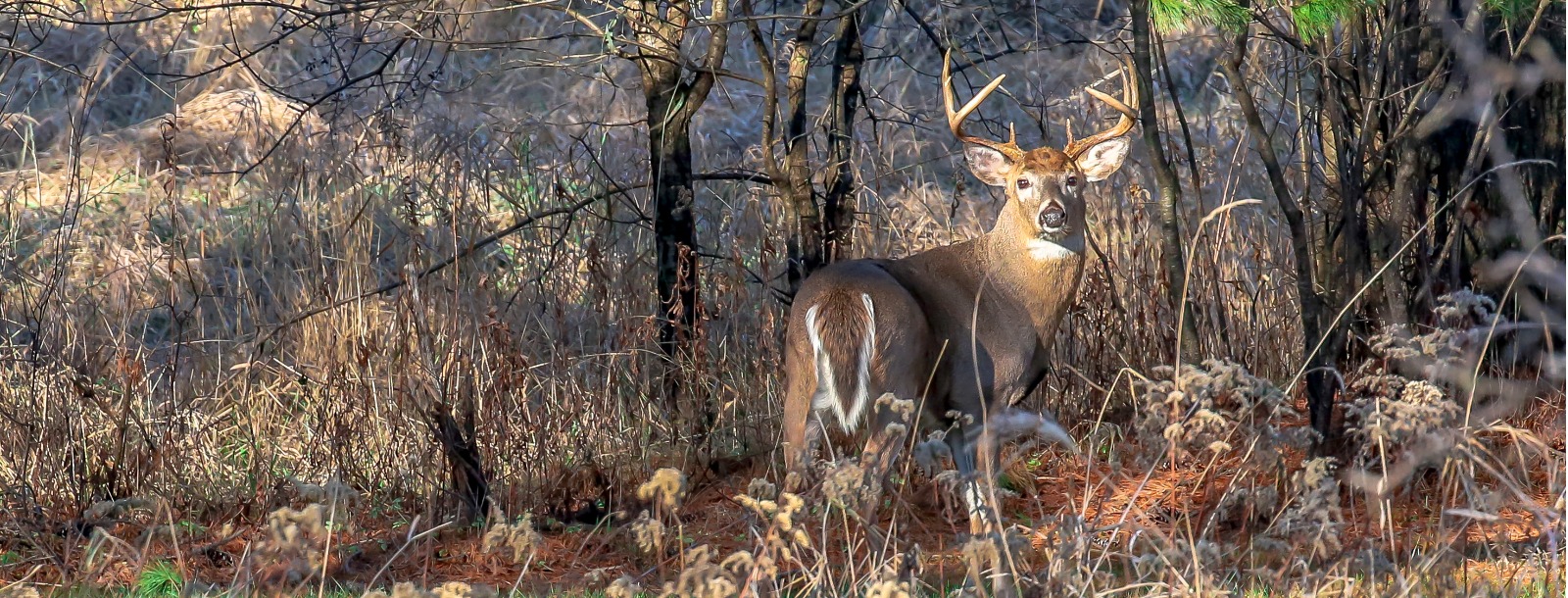 trophy whitetail deer